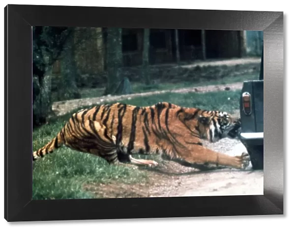 Tiger ripping a truck tyre off at Longleat Safari Park, Wiltshire