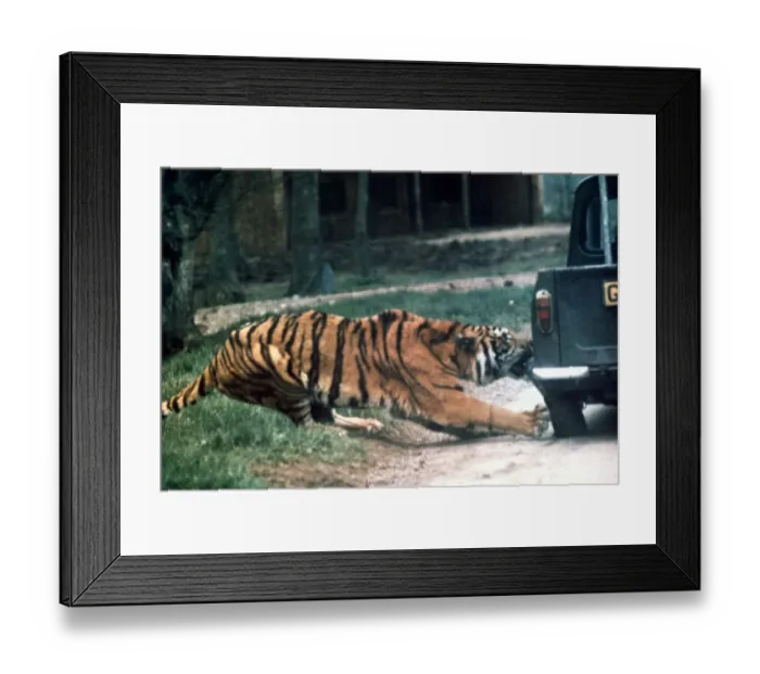 Framed Print : Tiger ripping a truck tyre off at Longleat Safari Park, Wiltshire Framed Print : Tiger ripping a truck tyre off at Longleat Safari Park, Wiltshire