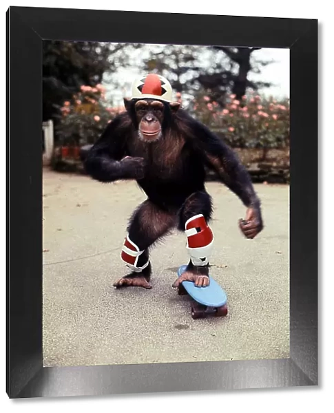 Skateboarding chimp 'Noddy'at Twycross Zoo 6 years old November