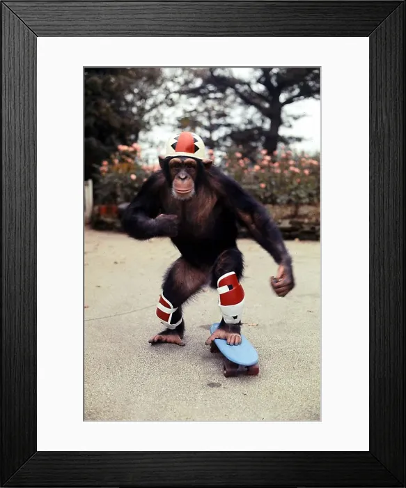 Framed Print : Skateboarding chimp Noddy'at Twycross Zoo 6 years old November Framed Print : Skateboarding chimp Noddy'at Twycross Zoo 6 years old November