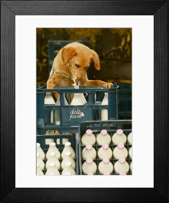 Framed Print : Goldie the Milkahollic - February 1992 Framed Print : Goldie the Milkahollic - February 1992