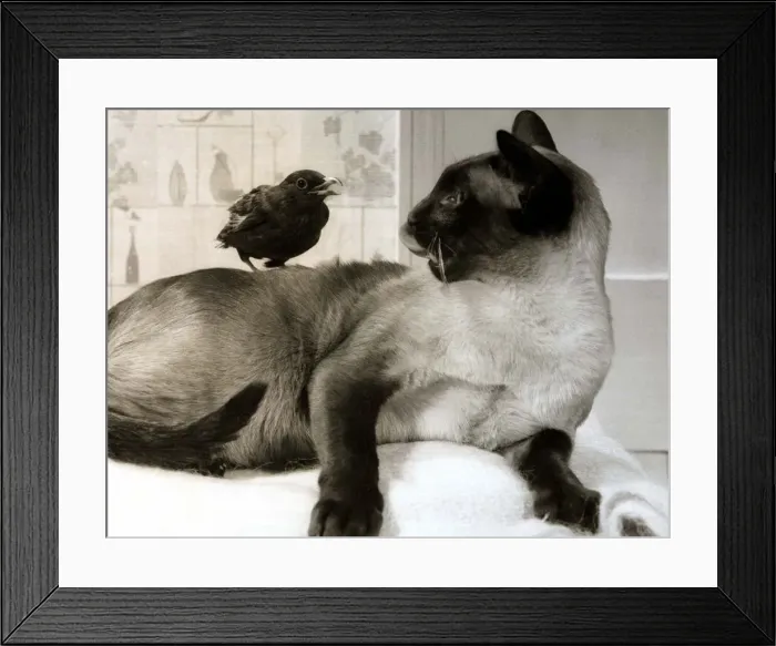 Framed Print : A Siamese cat and blackbird living together in harmony March 1969 1