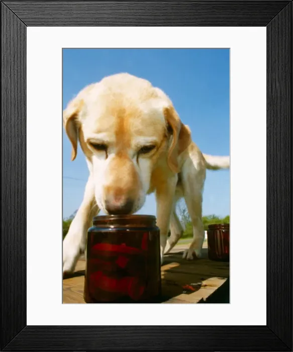 Framed Print : Sniff and Tell: a canine dog in training - May 1990 A©Mirrorpix