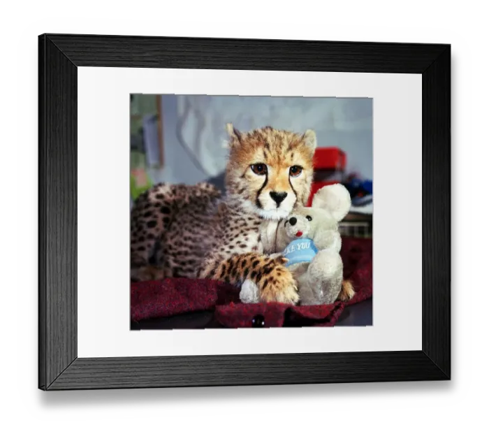 Framed Print : Animals - Cheetah February 1987 A©mirrorpix Framed Print : Animals - Cheetah February 1987 A©mirrorpix