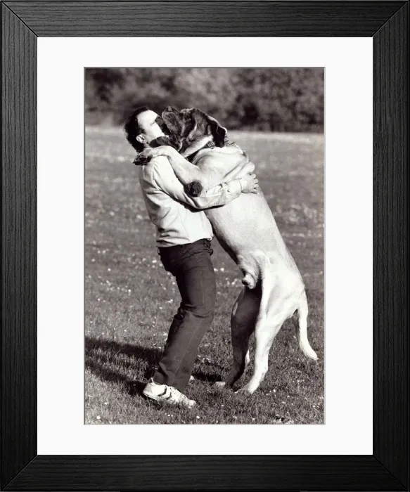 Framed Print : Zorba the mastiff jumps up onto his master Chris Eraclies in Muswell Hill Framed Print : Zorba the mastiff jumps up onto his master Chris Eraclies in Muswell Hill
