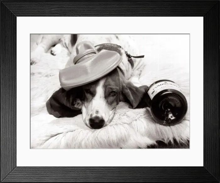 Framed Print : Jessie the bassett hound with a hangover after a party October 1984 Framed Print : Jessie the bassett hound with a hangover after a party October 1984