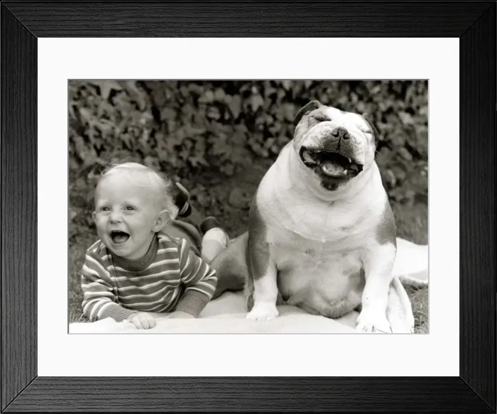 Framed Print : Dixie the Bulldog with toddler Dean Brooks at their home in Rossendale Framed Print : Dixie the Bulldog with toddler Dean Brooks at their home in Rossendale