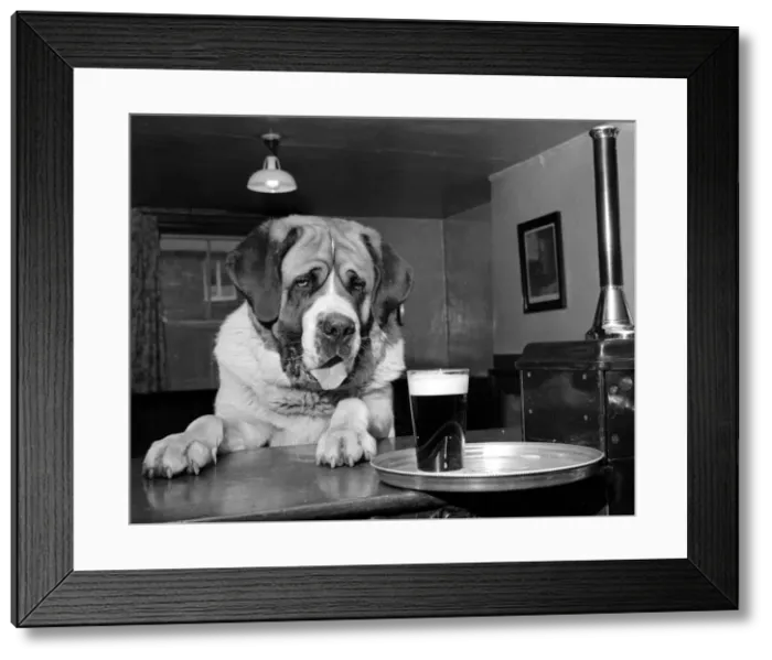Framed Print : Bryan the St Bernard Dog enjoys a pint February 1956 Framed Print : Bryan the St Bernard Dog enjoys a pint February 1956