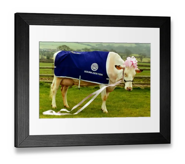Framed Print : The beauty called Pamela has been crowned Queen of Cows