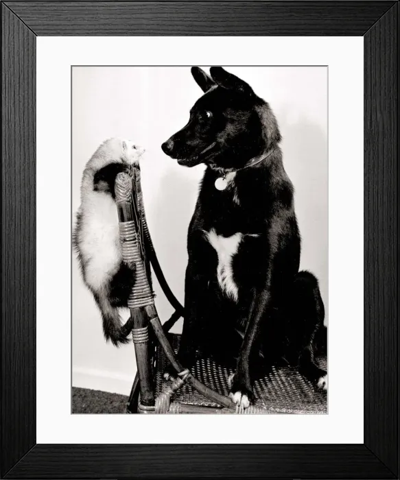 Framed Print : Missus the cross bred labrador dog and Misty the ferret sitting on a wicker chair Framed Print : Missus the cross bred labrador dog and Misty the ferret sitting on a wicker chair