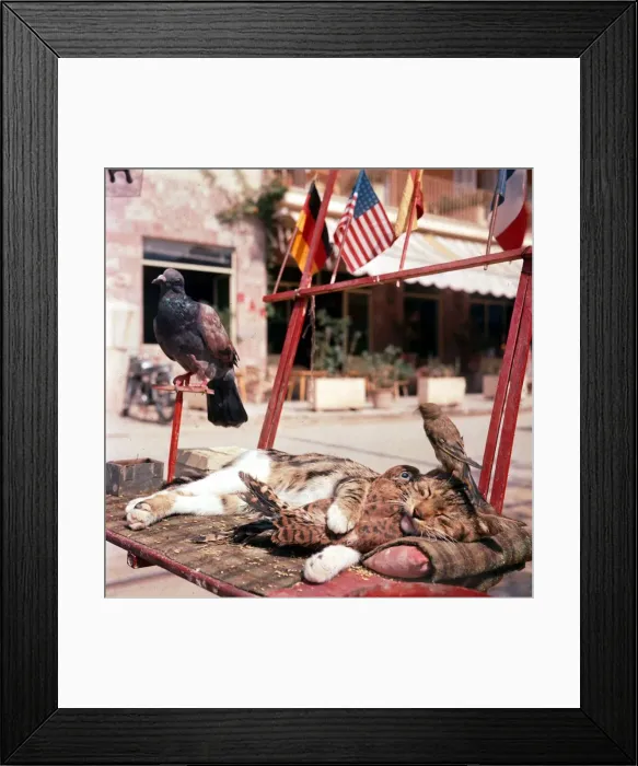 Framed Print : Cat amongst the Birds 1960 Framed Print : Cat amongst the Birds 1960