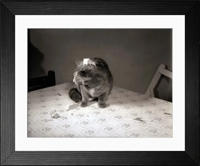 Framed Print : A kitten sitting on top of a table October 1955