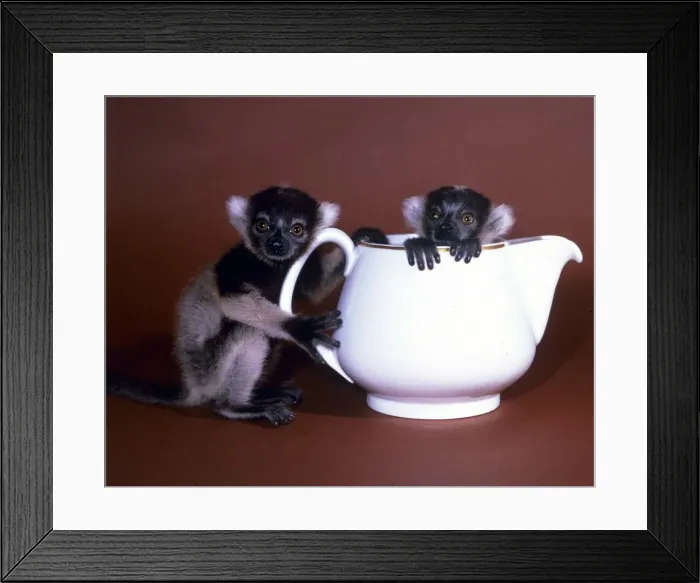Framed Print : Animals - Baby Lemurs in a teapot February 1987 A©mirrorpix Framed Print : Animals - Baby Lemurs in a teapot February 1987 A©mirrorpix