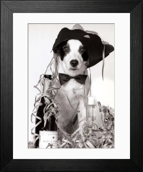 Framed Print : Toby the terrier wearing a party hat and next to a bottle of champagne after his owner Framed Print : Toby the terrier wearing a party hat and next to a bottle of champagne after his owner