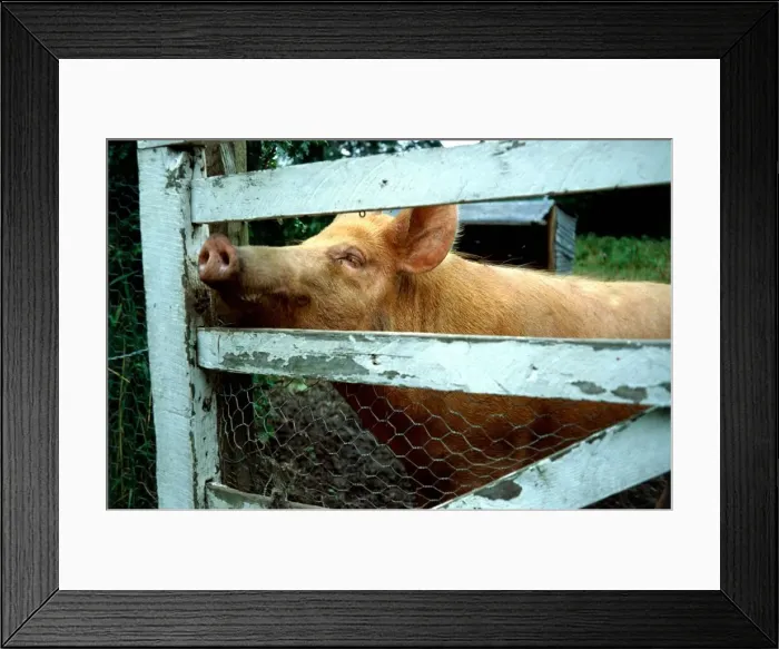 Framed Print : Pig looking through garden fence January 1980 A©Mirrorpix Framed Print : Pig looking through garden fence January 1980 A©Mirrorpix