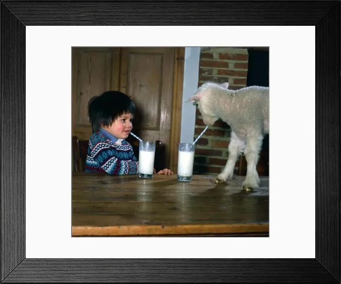 Framed Print : James Paxman drinks milk with Limby the Lamb January 1981 Framed Print : James Paxman drinks milk with Limby the Lamb January 1981
