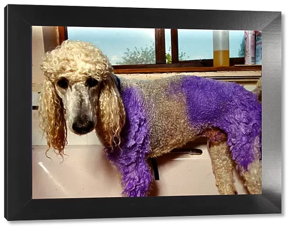 Henry the Violet Poodle has his fur dyed - May 1992 A©Mirrorpix