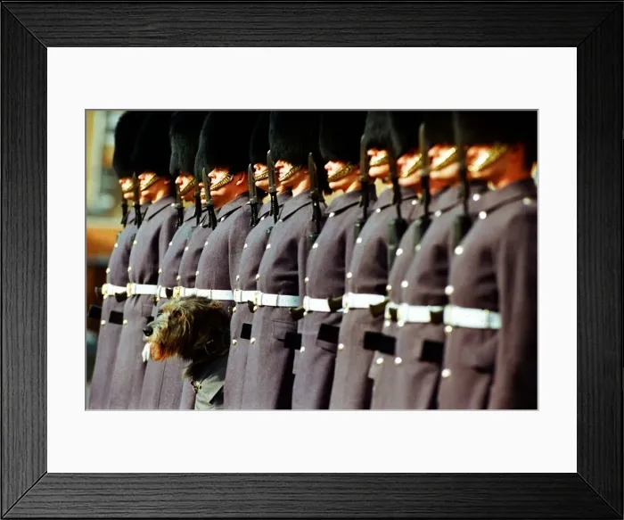 Framed Print : Irish Wolfhound - March 1994 Irish Regiement Guards Malachy Framed Print : Irish Wolfhound - March 1994 Irish Regiement Guards Malachy