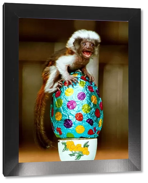 Cotton-top monkey Sparky with his Easter egg little monkey sitting on top of an egg