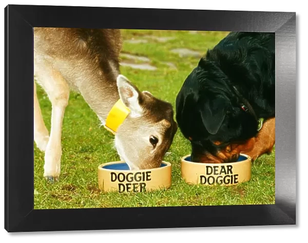 Wrack the Rottweiler and his pal Sparky the fallow dear seen here enjoying lunch