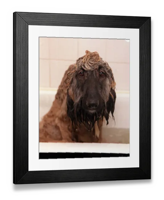 Framed Print : Harry the Afghan Hound getting a shampoo February 1999 Framed Print : Harry the Afghan Hound getting a shampoo February 1999