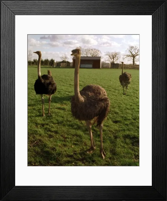 Framed Print : Ostrich Farm at Bramfield in Suffolk December 1997 Framed Print : Ostrich Farm at Bramfield in Suffolk December 1997