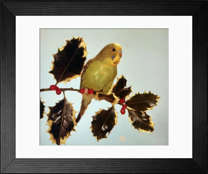 Framed Print : Budgie sitting on a holly branch circa 1975 Framed Print : Budgie sitting on a holly branch circa 1975