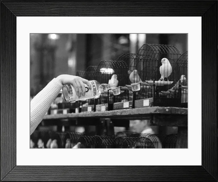 Framed Print : National Exhibition of Cage and Aviary Birds 1974 Steward Gillian Thomson tops up