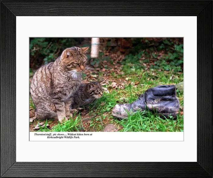 Framed Print : Wildcat kitten and cat born at Kirkcudbright Wildlife park looking at boot circa Framed Print : Wildcat kitten and cat born at Kirkcudbright Wildlife park looking at boot circa