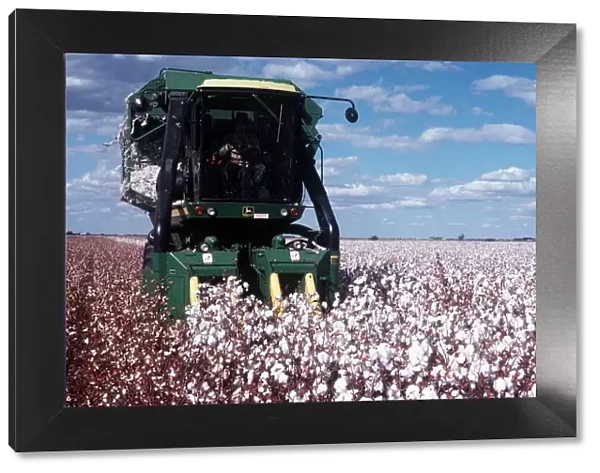 Field of cotton being harvested in New South Wales in Australia