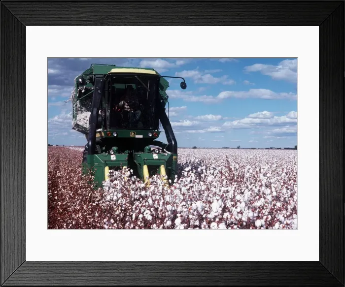 Framed Print : Field of cotton being harvested in New South Wales in Australia