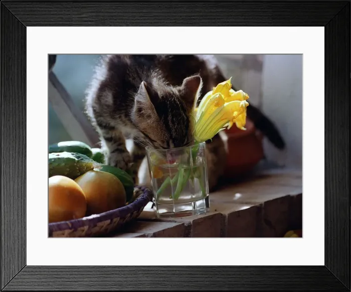 Framed Print : Cats Kitten drinking from glass with flower in Framed Print : Cats Kitten drinking from glass with flower in