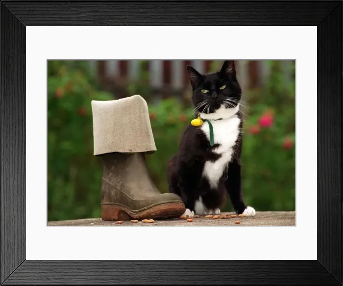 Framed Print : Suki the Cat who went walkies into trouble and into the finals of the Pet Survivor of Framed Print : Suki the Cat who went walkies into trouble and into the finals of the Pet Survivor of