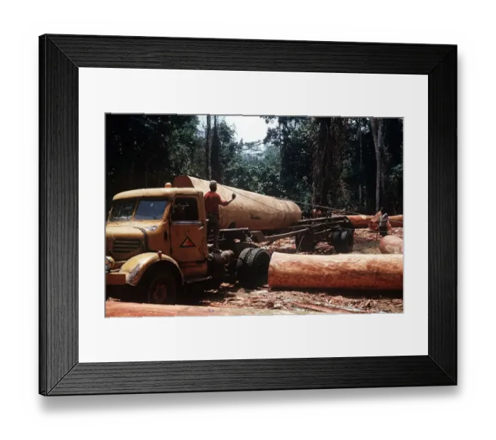 Framed Print : Ekona Cameroon Loading huge logs onto logging truck Framed Print : Ekona Cameroon Loading huge logs onto logging truck