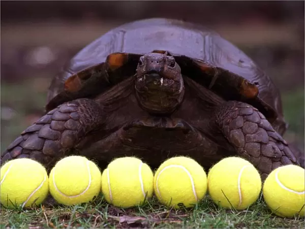 National Lottery Winston giant tortoise Glasgow Zoo used to select numbers 6 tennis balls