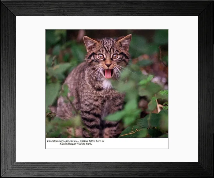 Framed Print : Wildcat kitten born at Kirkcudbright Wildlife park showing tongue Mr Hiss Framed Print : Wildcat kitten born at Kirkcudbright Wildlife park showing tongue Mr Hiss