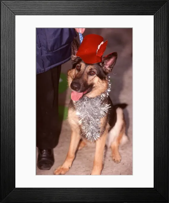 Framed Print : Battersea Dogs Home christmas dinner Nova the German Shepherd A©Mirrorpix Framed Print : Battersea Dogs Home christmas dinner Nova the German Shepherd A©Mirrorpix
