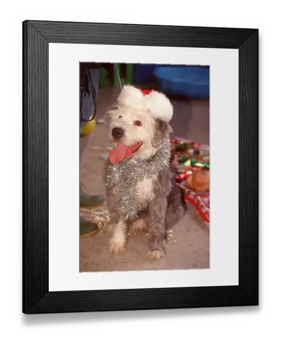 Framed Print : Donkey the old english sheep dog attending the Battersea Dogs Home christmas dinner