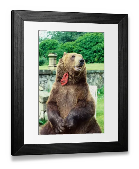Framed Print : Hercules the bear July 1985 owned by Andy Robin and Maggie Robin wearing a tartan Framed Print : Hercules the bear July 1985 owned by Andy Robin and Maggie Robin wearing a tartan
