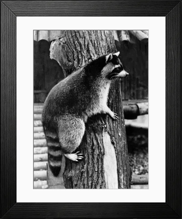 Framed Print : Racoon on a tree December 1933