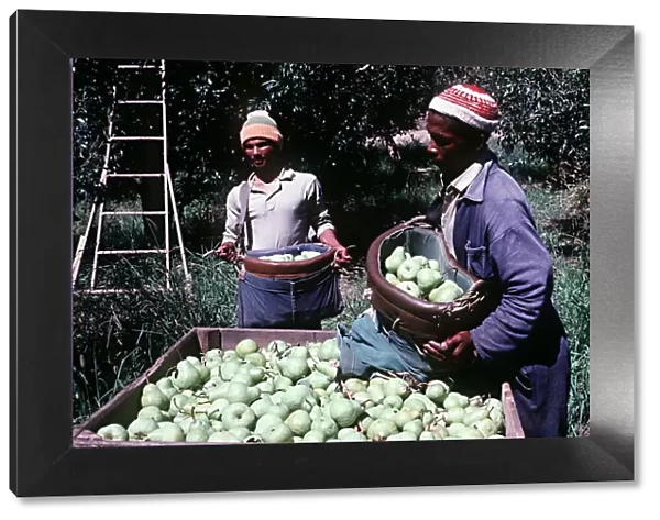 Pears being harvested on a farm near Caledon Cape area