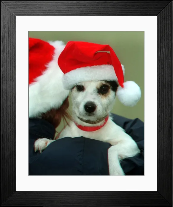 Framed Print : Dogs Santa rescued from the Thames 25 December 1997 held by Mel Wareham Framed Print : Dogs Santa rescued from the Thames 25 December 1997 held by Mel Wareham