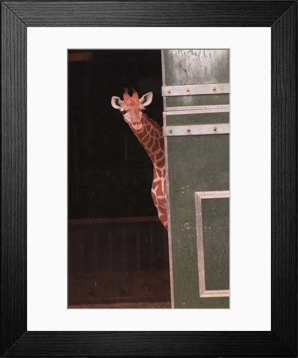 Framed Print : Two new Giraffe calves make their first apperance at London Zoo today. circa 1995