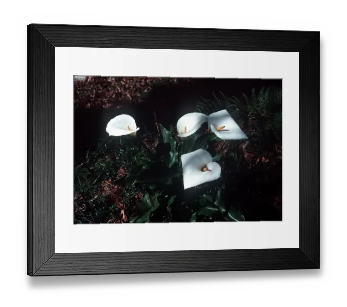 Framed Print : Arum Lily flower Zantedeschia Aethiopica or Arum Lily in the Grampians Framed Print : Arum Lily flower Zantedeschia Aethiopica or Arum Lily in the Grampians
