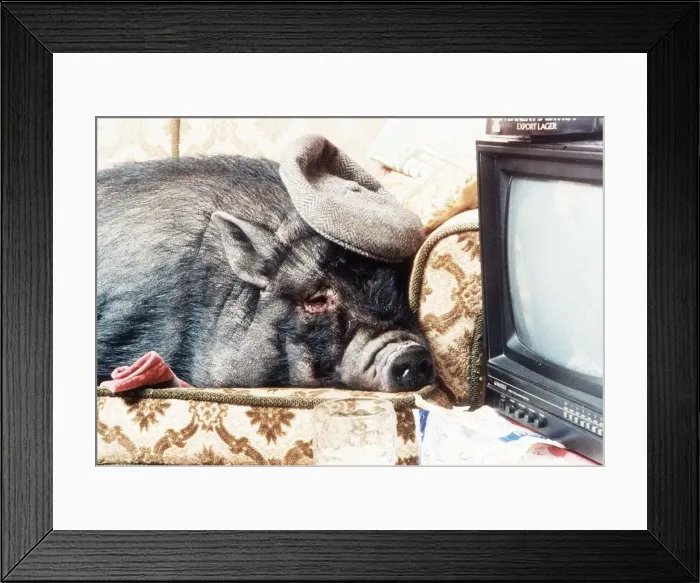 Framed Print : Pet Pig Georgie Porgy, a bizarre 1994 Valentines Day gift Framed Print : Pet Pig Georgie Porgy, a bizarre 1994 Valentines Day gift