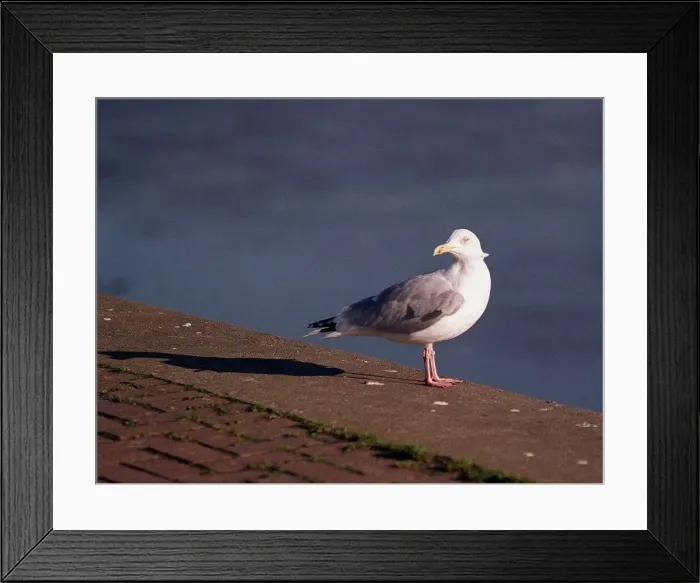 Framed Print : Birds Seagull January 1998