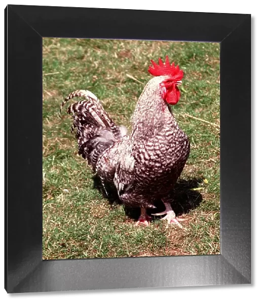 Animals Farm Birds Chicken Cockerel Rare Breeds Scotts Dumpy July 1996