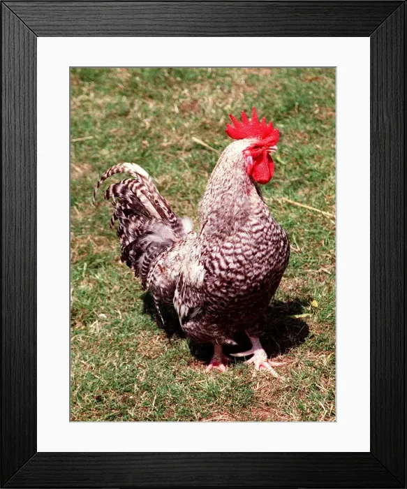 Framed Print : Animals Farm Birds Chicken Cockerel Rare Breeds Scotts Dumpy July 1996