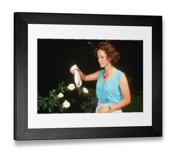 Framed Print : Jenny Seagrove the actress spraying her roses Framed Print : Jenny Seagrove the actress spraying her roses