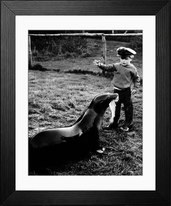 Framed Print : Bruce Urquhart who is coaxing Flipper and Missy with fish Dbase MSI Framed Print : Bruce Urquhart who is coaxing Flipper and Missy with fish Dbase MSI